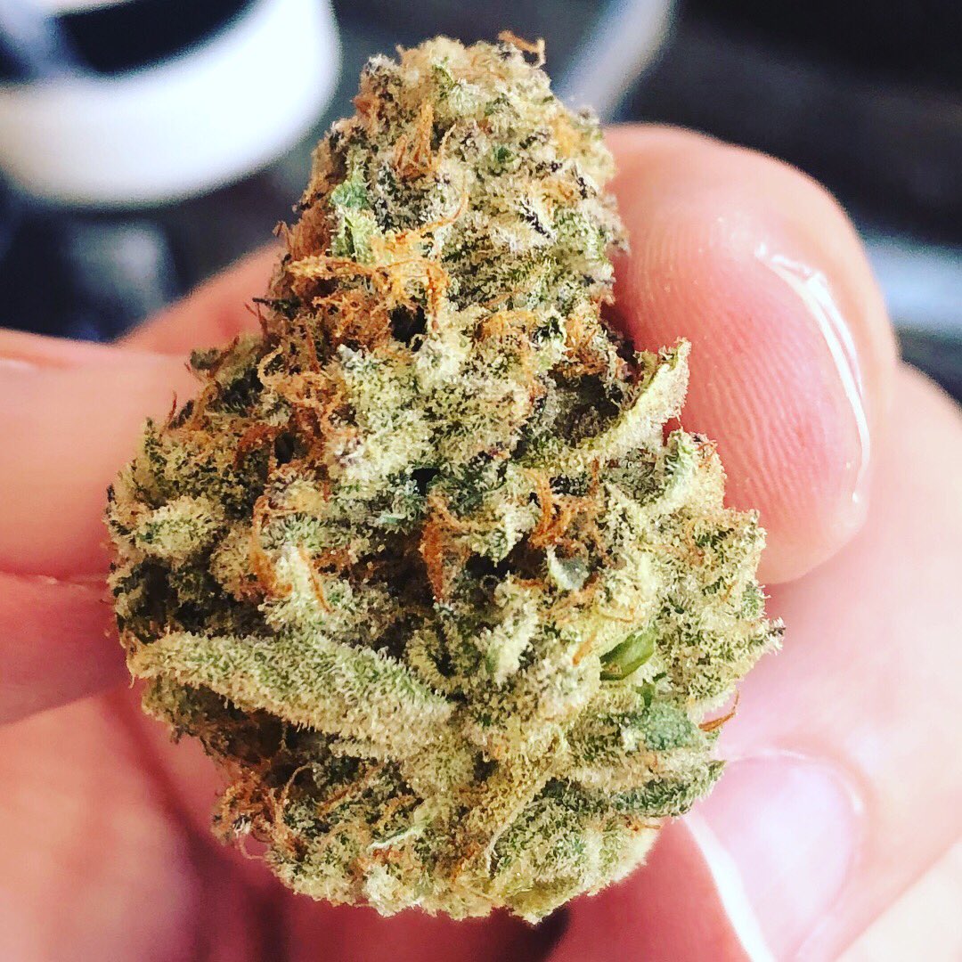 SDCannaBlogger's tweet photo. I almost felt bad about grinding up these frosty, sticky #GrapePie #nugs from @outcosd, but it was soooo worth it. #OutCo showing again they have the best #cannabis in #SanDiego 🙌🏻🙌🏻🙌🏻 #IAmCannabis #StayLifted https://t.co/EzQ4jNweMF