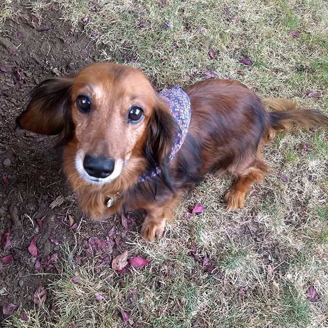 snickerpants's tweet photo. Brutus wants you to stop throwing the ball so far. Shorties want to play fetch too y'know.
#BFDP #thormichaelson #vacuumcleanerdefenseleague https://t.co/yfVTJ2iPu7 https://t.co/bcyZEzaNlF