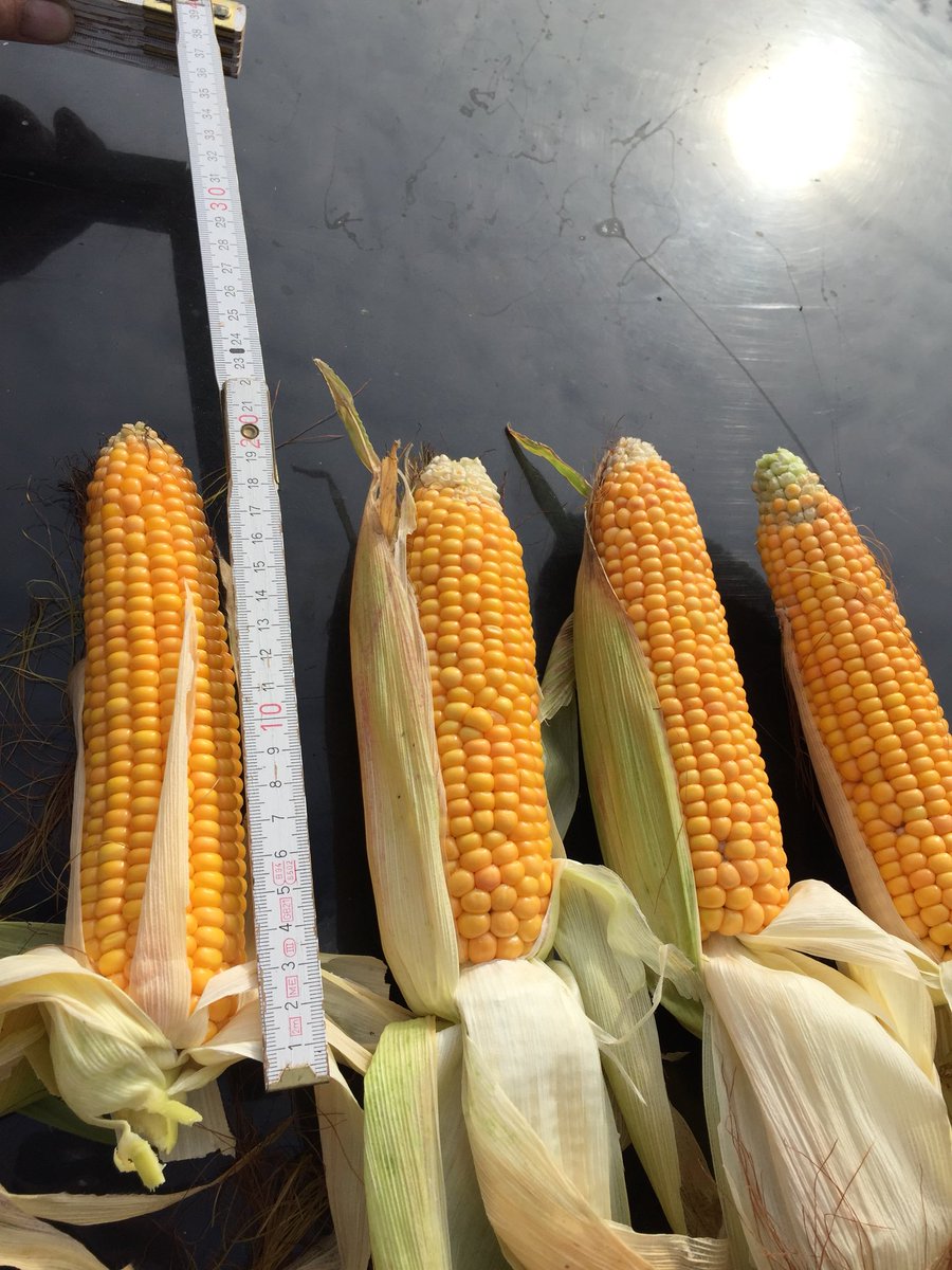 BictonHomeFarm's tweet photo. Wonβt be long now for our #earlymaturing #maize to be fit for #harvest #glory @LGSeedsUK @BictonCollege #forage #crop #cow feed https://t.co/1Y11zeDRQb