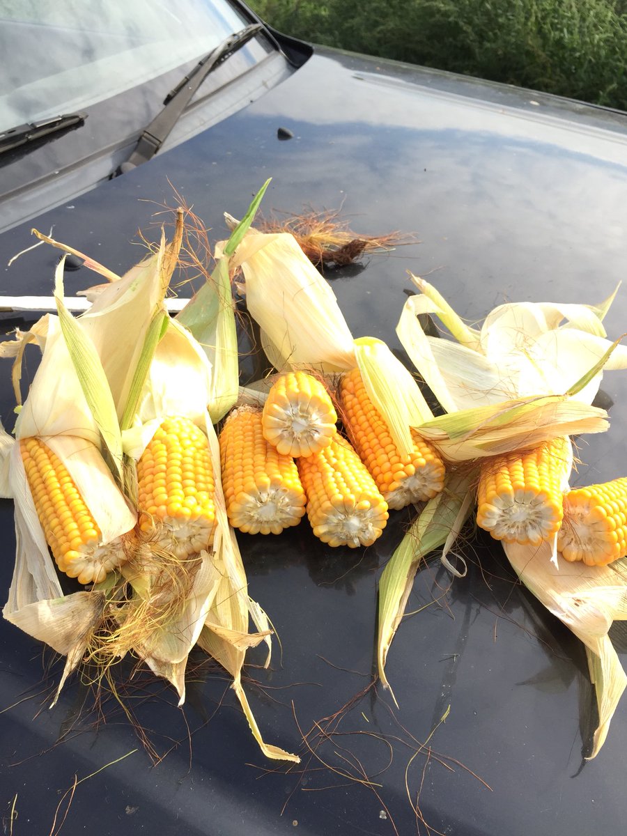BictonHomeFarm's tweet photo. Wonβt be long now for our #earlymaturing #maize to be fit for #harvest #glory @LGSeedsUK @BictonCollege #forage #crop #cow feed https://t.co/1Y11zeDRQb