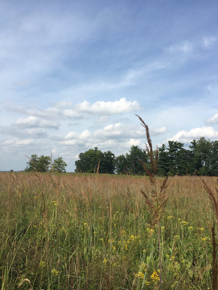 AMacD_UGuelph's tweet photo. Late summer prairie field work, amongst clouds of monarchs and uncountable native pollinators @raresites @MacD_EcologyLab https://t.co/wIzp6eoMYt