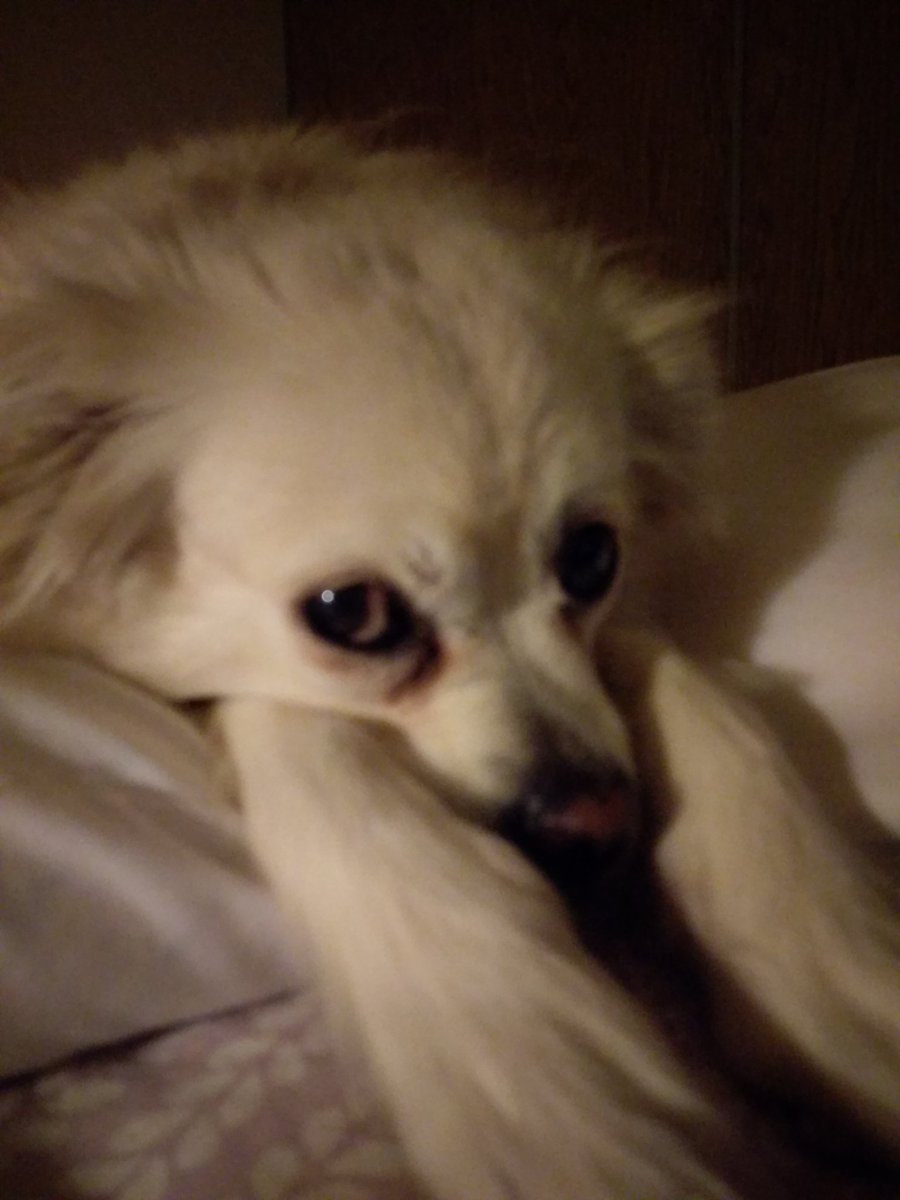 CrystalLockha14's tweet photo. @Zak_Bagans My beautiful Gypsy Pearl https://t.co/yISf2c3V4G
