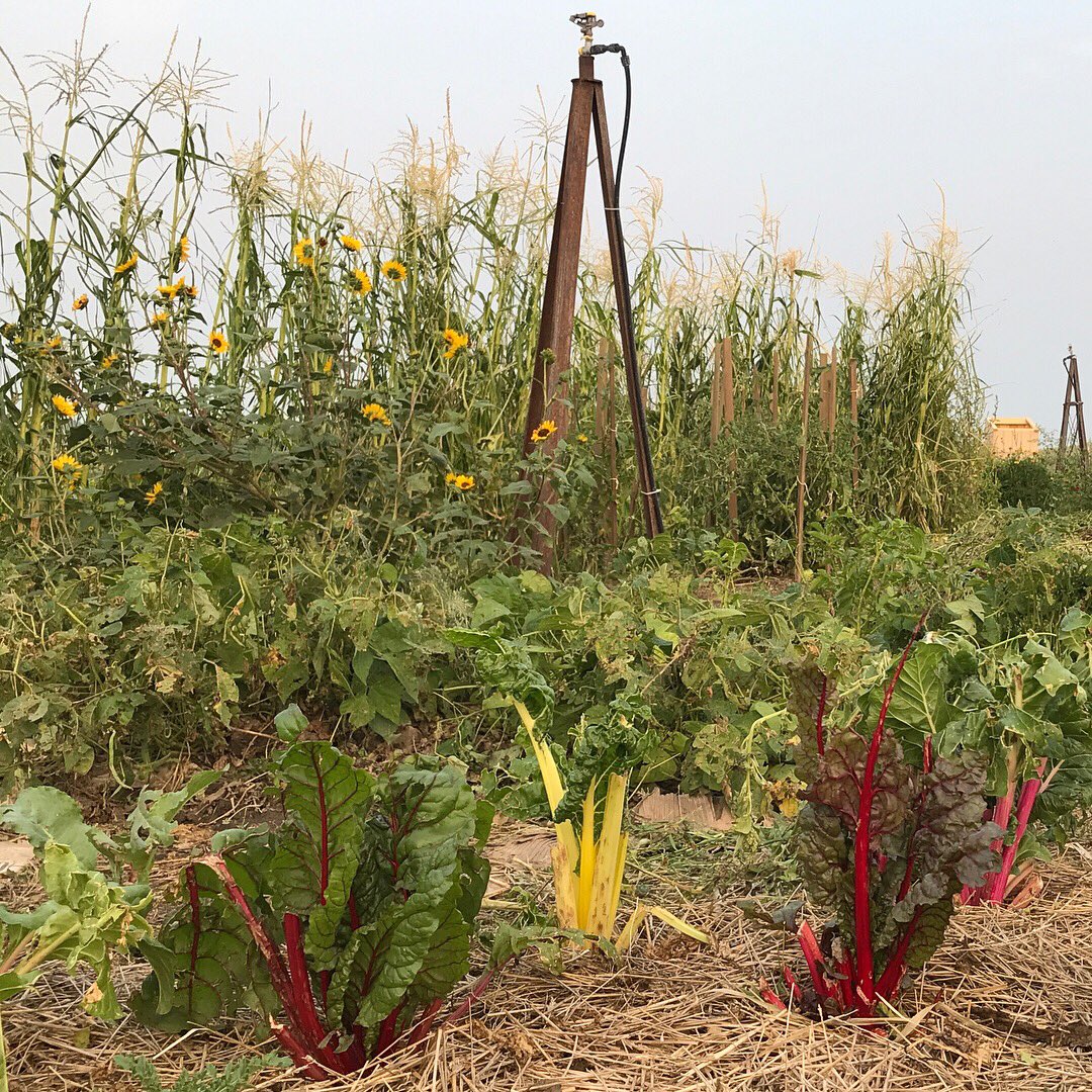coolanthro's tweet image. Check out @OLCERIproject who are hosting the Indigenous Wisdom and Permaculture Skills Convergence this weekend #indigenouswisdom #Permaculture #decolonizedevelopment #decolonize #localfood #lakota #oglala