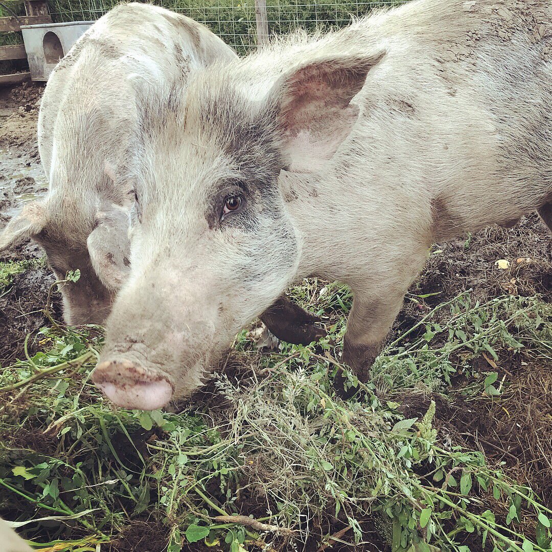 coolanthro's tweet image. Check out @OLCERIproject who are hosting the Indigenous Wisdom and Permaculture Skills Convergence this weekend #indigenouswisdom #Permaculture #decolonizedevelopment #decolonize #localfood #lakota #oglala