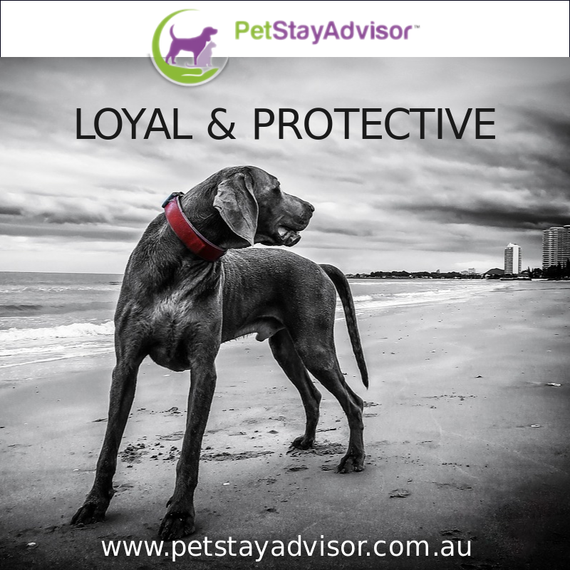 'nuff' said <3 #dogs #love #loyaltyiseverything #UnconditionalLove