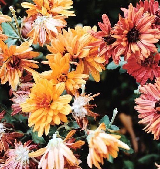 Studio1220's tweet photo. Color inspired. 🌻
.
.
.
#socalstyle #sdfashion #sandiegoboutique #affordablestyle #affordablefashion #boutiqueshopping #boutiquestyle #boutiqueclothing #colorinspiration #colortrend #colorinspired #bloomingflowers #floralfrenzy #studio1220 #styledbystudio https://t.co/mkBQyMOA9I https://t.co/AFwA1Pqc9S