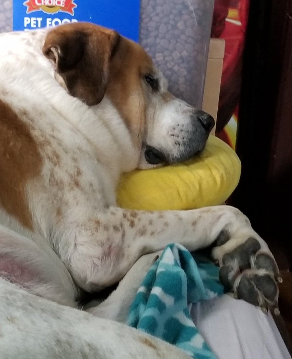 Prairie_Bayou's tweet photo. Jahni loves his pillows. #stbernardmix  #saintbernard https://t.co/LkU0kCRc9o