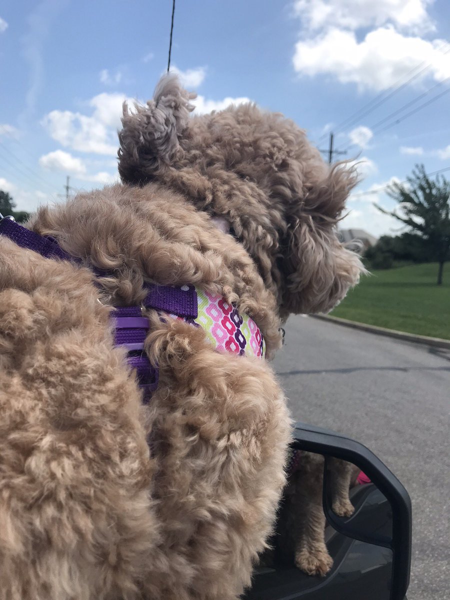 OUAGDBooks's tweet photo. Workin’ on becoming a cloud. 🐾❤️
:
:
:
Follow @onceuponagoldendoodle for pupdates on my adventures and the first book in a series Once Upon A Goldendoodle- Sadie’s First Year. #dogsforacause #therapydog #goodwoofer #charity #childrensbooks #puppies #doggos #ouagdbooks https://t.co/Z0HDYqi8np
