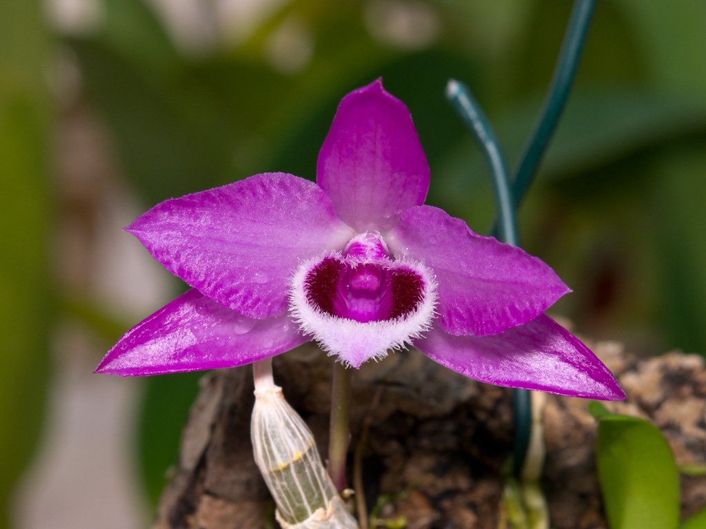 Choosing between the Dendrobium Parishii Alba [left] and Dendrobium Parishii [right] is tough. Lets hope this new week isnt as tough as this. Have a great week! #orchid #dendrobium #flowers