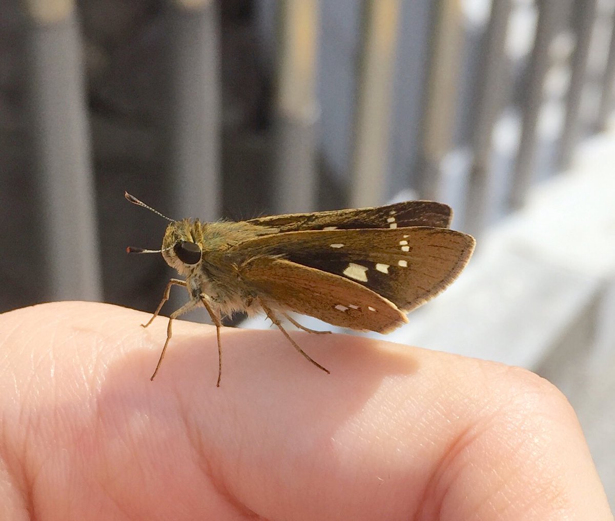 井口病院とぽぽたむ A Twitter セセリチョウが指にとまってきた めちゃくちゃかわいいうさぎみたい