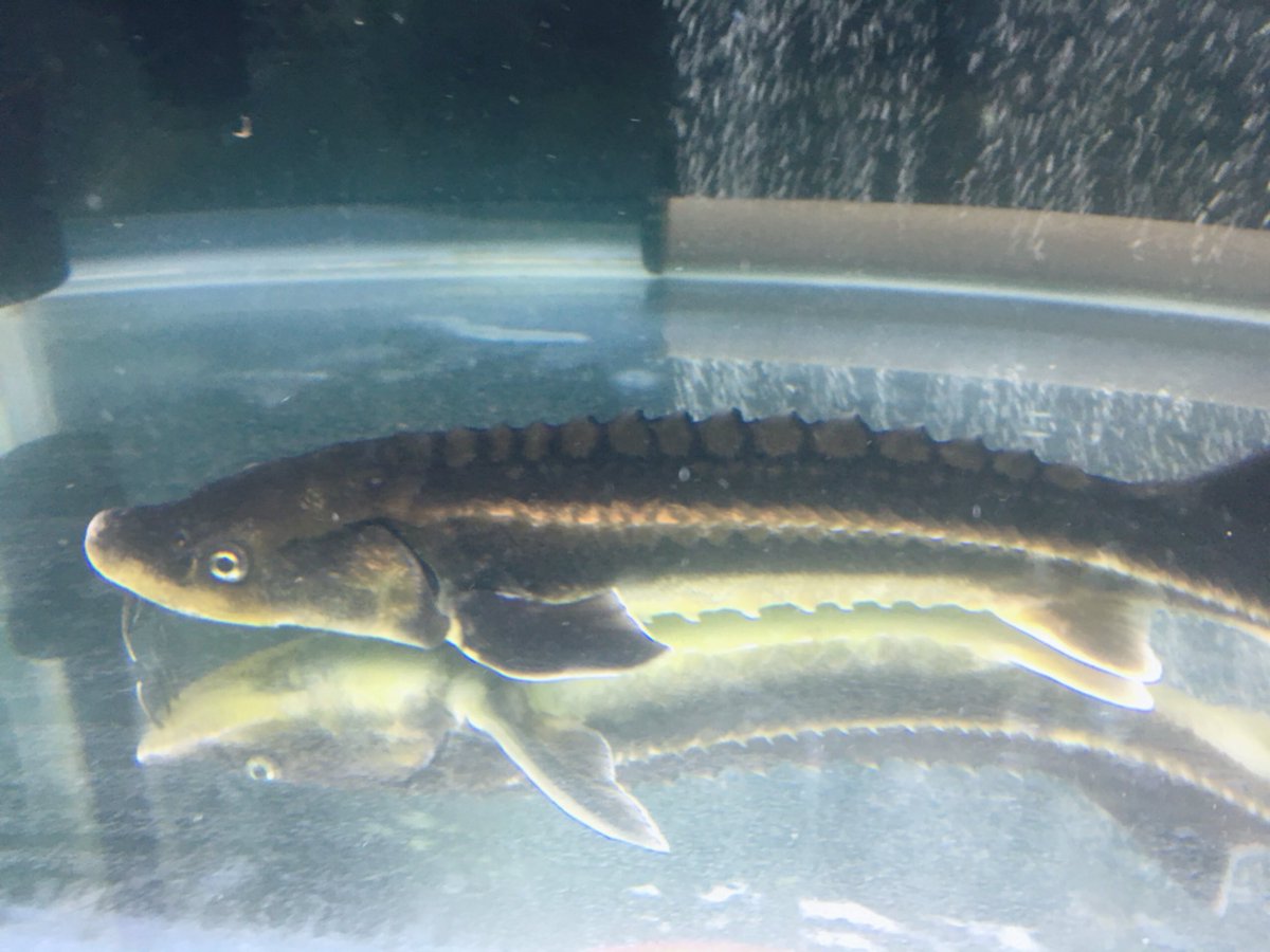 ロシアチョウザメ