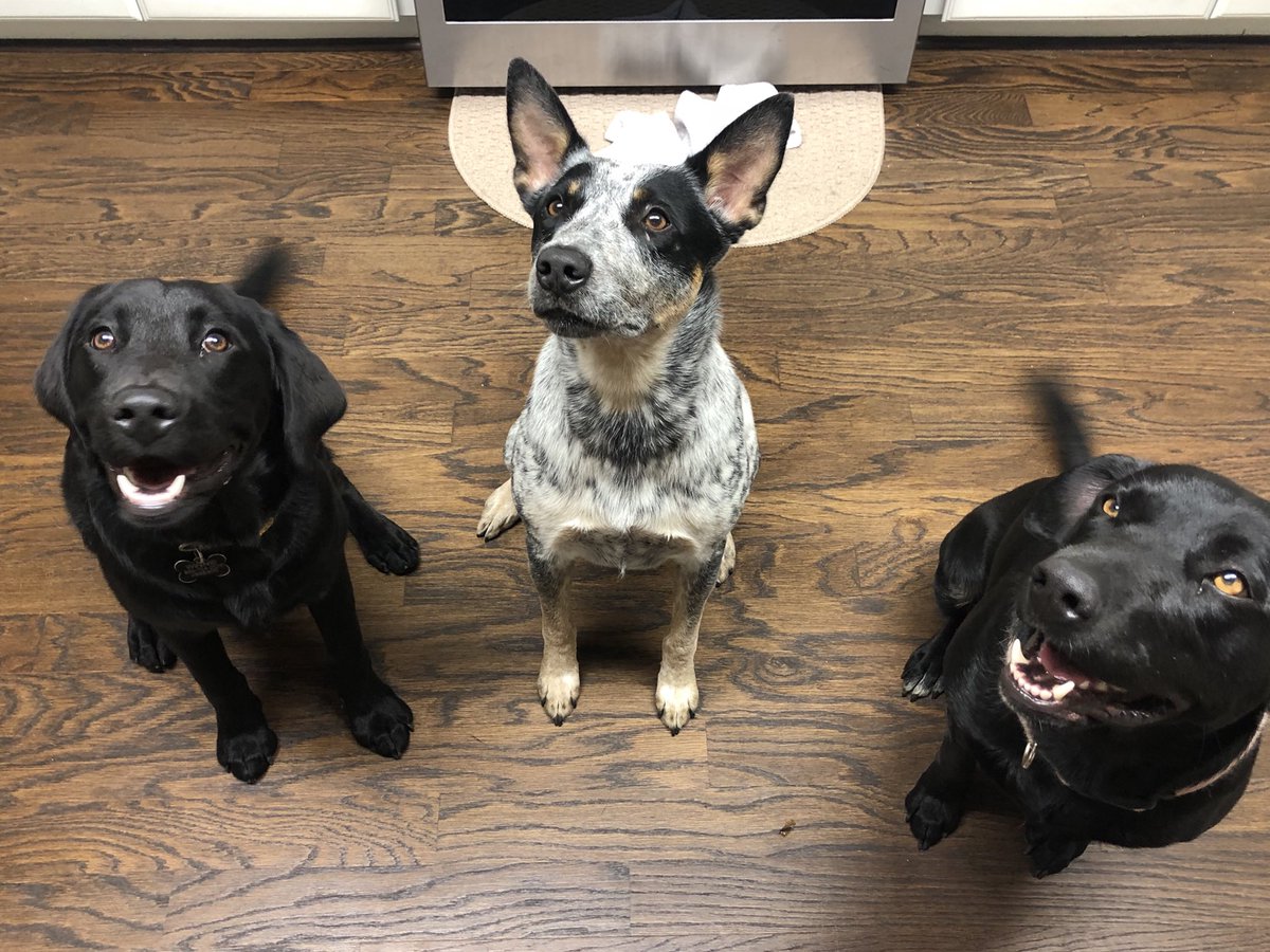 CharmingCharlez's tweet photo. Happy puppers https://t.co/HpnyRt20Bg