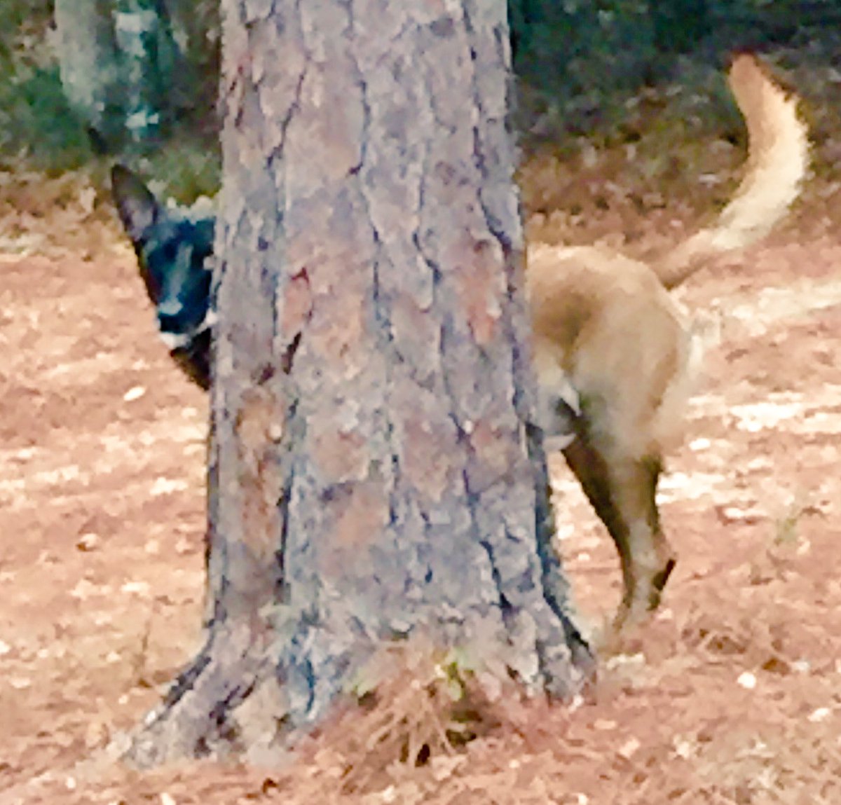 drjean_neuro's tweet photo. @got3pugs Hmmm...🤔Where’s Beans?!🤷🏻♀️ Jake’s ‘hiding’, too!😅 #Malinois #dogsoftwitter #FindBeans #FindJake https://t.co/Vk5RZCaVK1