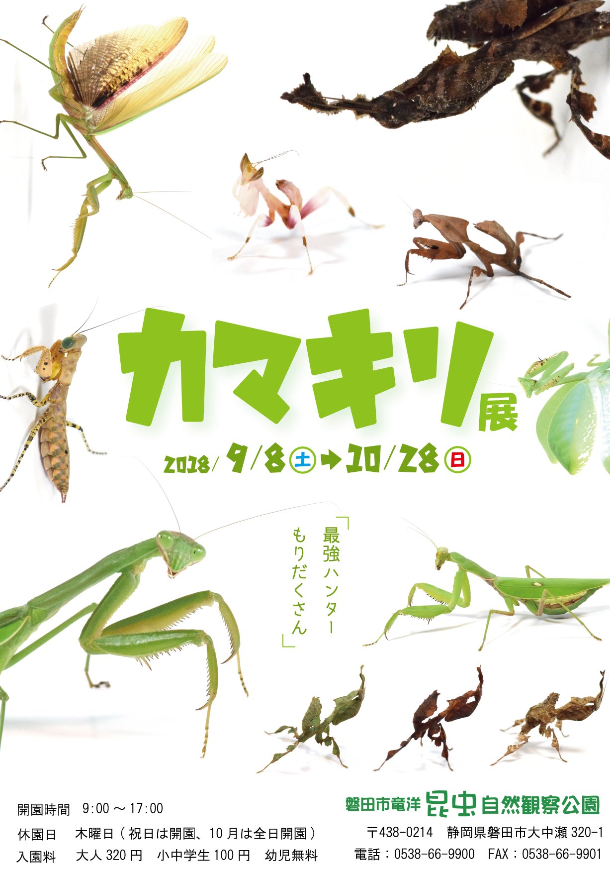 竜洋昆虫自然観察公園 公式 カマキリ展ポスター完成 カマキリ先生大ブレイクや 伊丹市昆虫館さん 箕面公園昆虫館さん合同のカマキリ展など 今年はカマキリが熱い りゅうこんでは9月8日 土 10月28日 日 まで開催いたします ぜひカマキリの