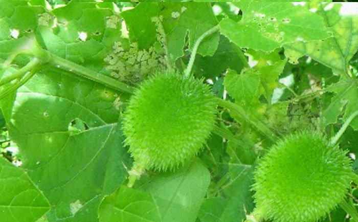 naturebring651 tweet picture