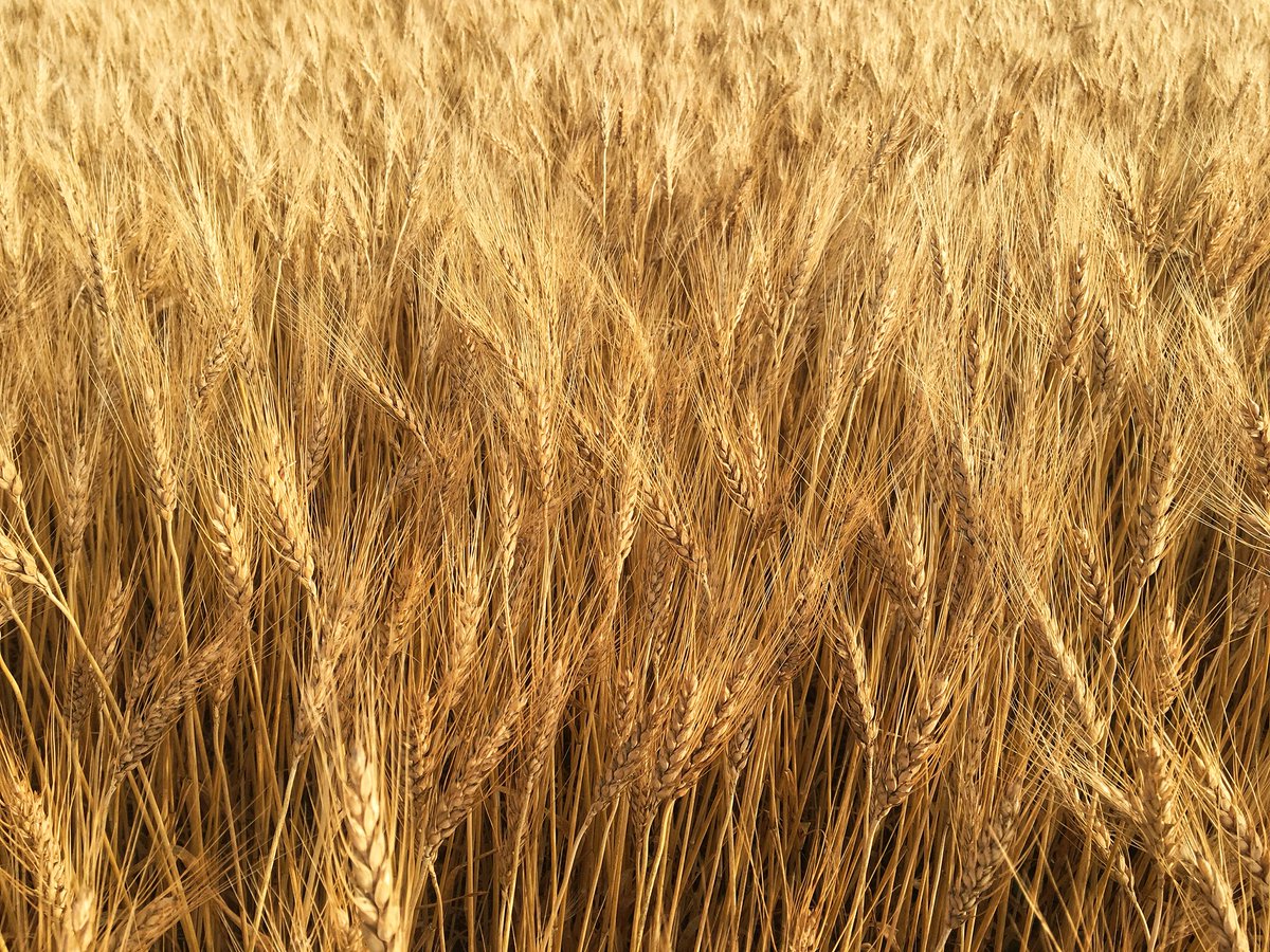 PhotoSquared's tweet image. Near our house in @SalmonArmBC @HelloBC @shuswaptourism