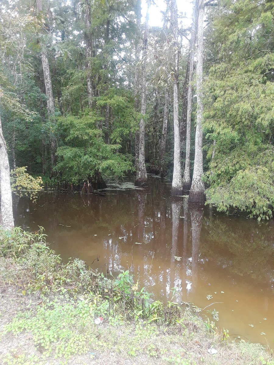 Bassin4Reel's tweet photo. Went deep in Louisiana today, got to eat red beans and rice and gumbo today. https://t.co/LsESstrMpk