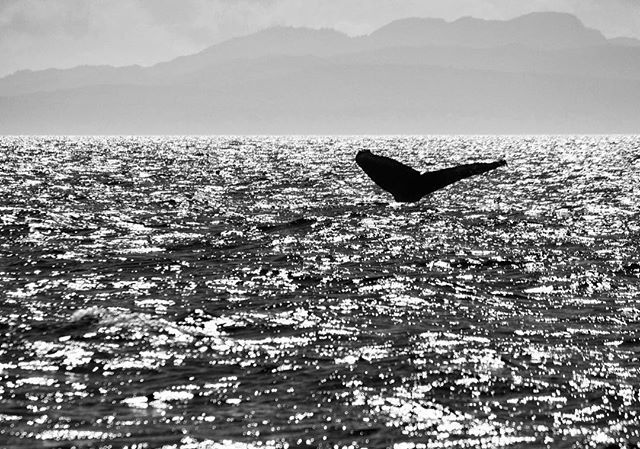 photizzle's tweet image. Got to hang out with some gentle giants today with @eaglewingtours.  #victoria #humback
🐋
#travelbc #travel #fujifilm #xt2 #fujifilm_northamerica #myfujifilm #clouds #britishcolumbia  #ocean #whales #tourismvictoriabc #natgeo #beautifulbc #yvr #vsco … ift.tt/2C63iOo