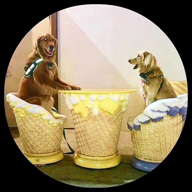 SurfdogTurbo's tweet photo. The Princess 👸 is not pleased. I may or may not have promised her ice cream if she sat in the 🍦 cone chair. 😉 If you see a #princess with a soggy cone stuck to her hiney, please send her home to eat her Brussels Sprouts. 🤣 #iscreamforicecream #sodoes… https://t.co/gW0yLGsNyJ https://t.co/KXO6eRiYOn