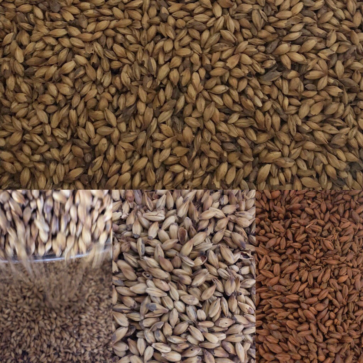 HopbackS's tweet photo. SALE! SALE! We have a selection of GRAIN on sale.6Row,Munich, Pale Crystal,Crystal45,Crystal120, ESB,Med Crystal70-80,ChocMalt. https://t.co/Jx9ZPRgEhG #sale #grain #Barrie #ontario #simcoecounty #muskoka #freedelivery #local #onlineshop #shop #homebrewing #brew #beer #homebrewer https://t.co/nBduUOphGE