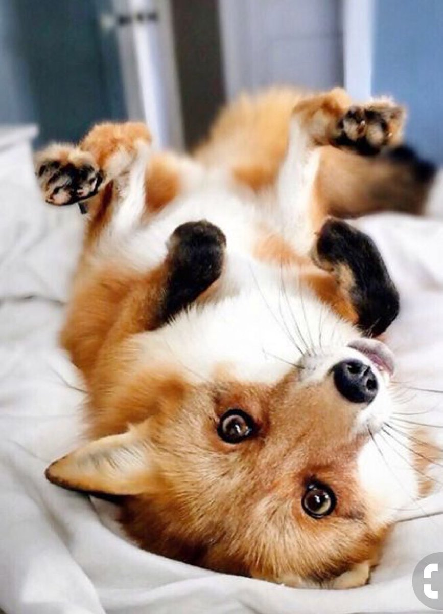 snapryle's tweet photo. My dream is to one day own a red fox 🦊🧡 https://t.co/Z5CEJcJYGL