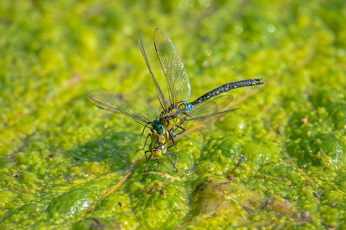 尾園 暁 Anax Nigrofasciatus The Moment Of Male Caught A Ovipositing Female To Mate クロスジギンヤンマ 産卵中のメスを捕まえようと オスが飛びかかった瞬間 16 05 10 Kanagawa Japan ニッポンのトンボ Dragonfly T Co