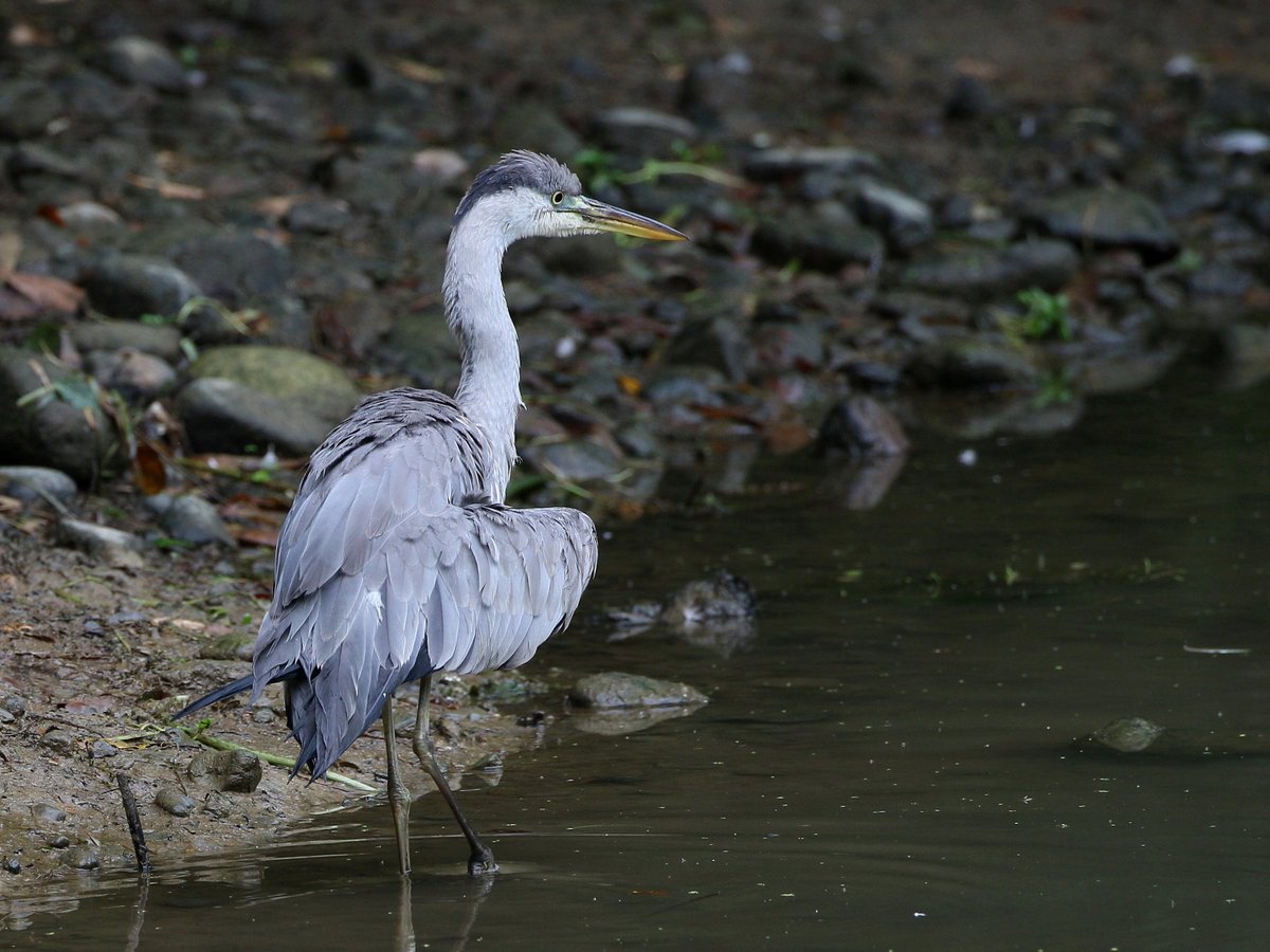 Minechi カスミ網は鳥獣保護法で原則禁止されている訳ですが 形態は多少異なるものの類似の機能を持つ防鳥ネットが自由に販売されているというのが今の現実 狩猟目的と農作物等の被害防止とで目的は確かに異なるものの野鳥が被害に逢うということでは Minechi カスミ網は鳥獣保護法で原則禁止されている訳ですが 形態は多少異なるものの類似の機能を持つ防鳥ネットが自由に販売されているというのが今の現実 狩猟目的と農作物等の被害防止とで目的は確かに異なるものの野鳥が被害に逢うということでは