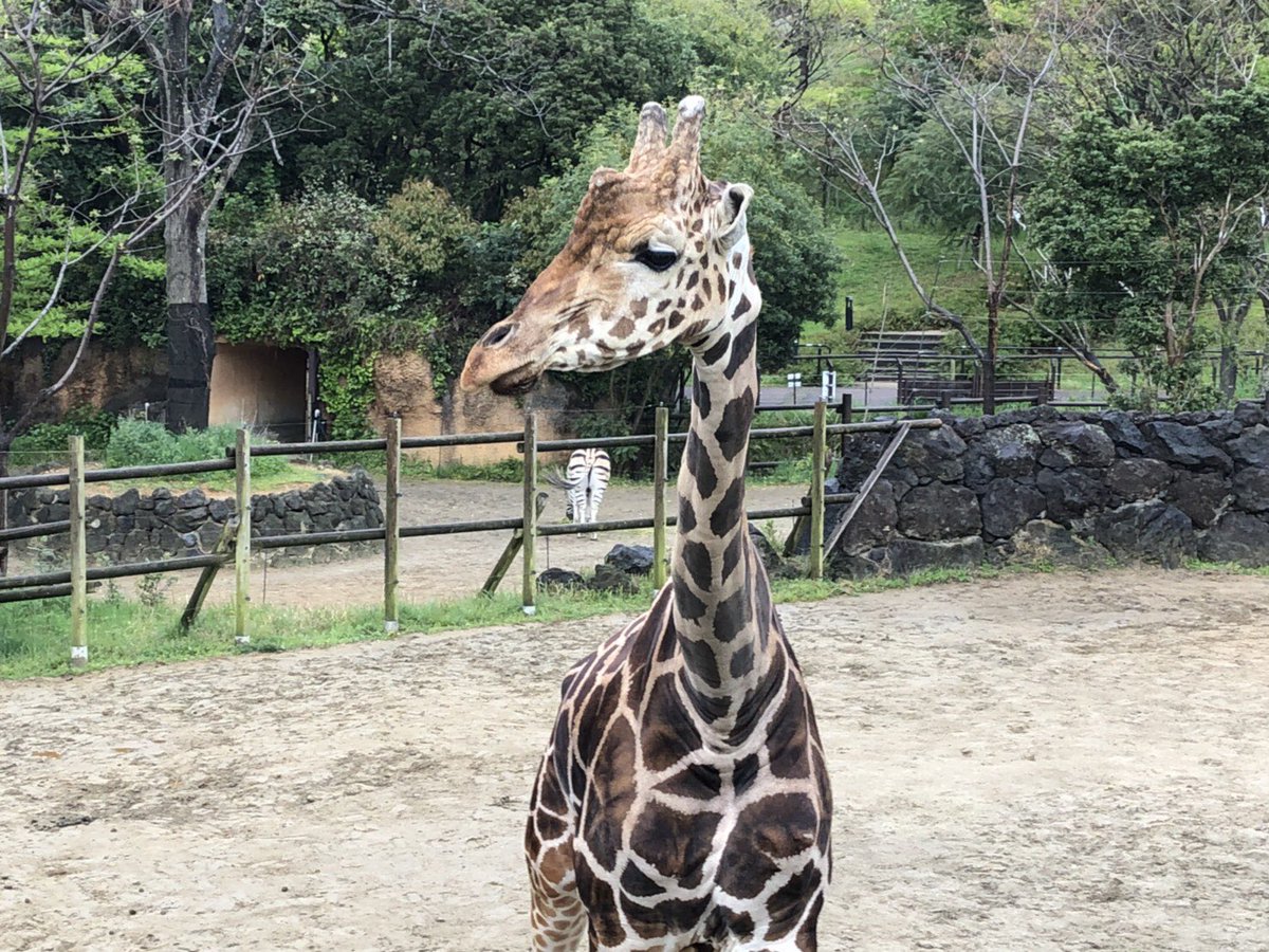 小倉活性化プロジェクト En Twitter 可愛い動物で癒されよう みなさん こんにちは もう9月になりました 時の流れは早いですね 笑 この写真は 北九州市小倉北区にある 到津の森公園 の動物です ゾウやサルには 餌をあげることも できますよ ぜひ