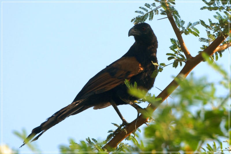 Karyatanpabatas On Twitter Cikepuh Pertahanan Terakhir Bubut