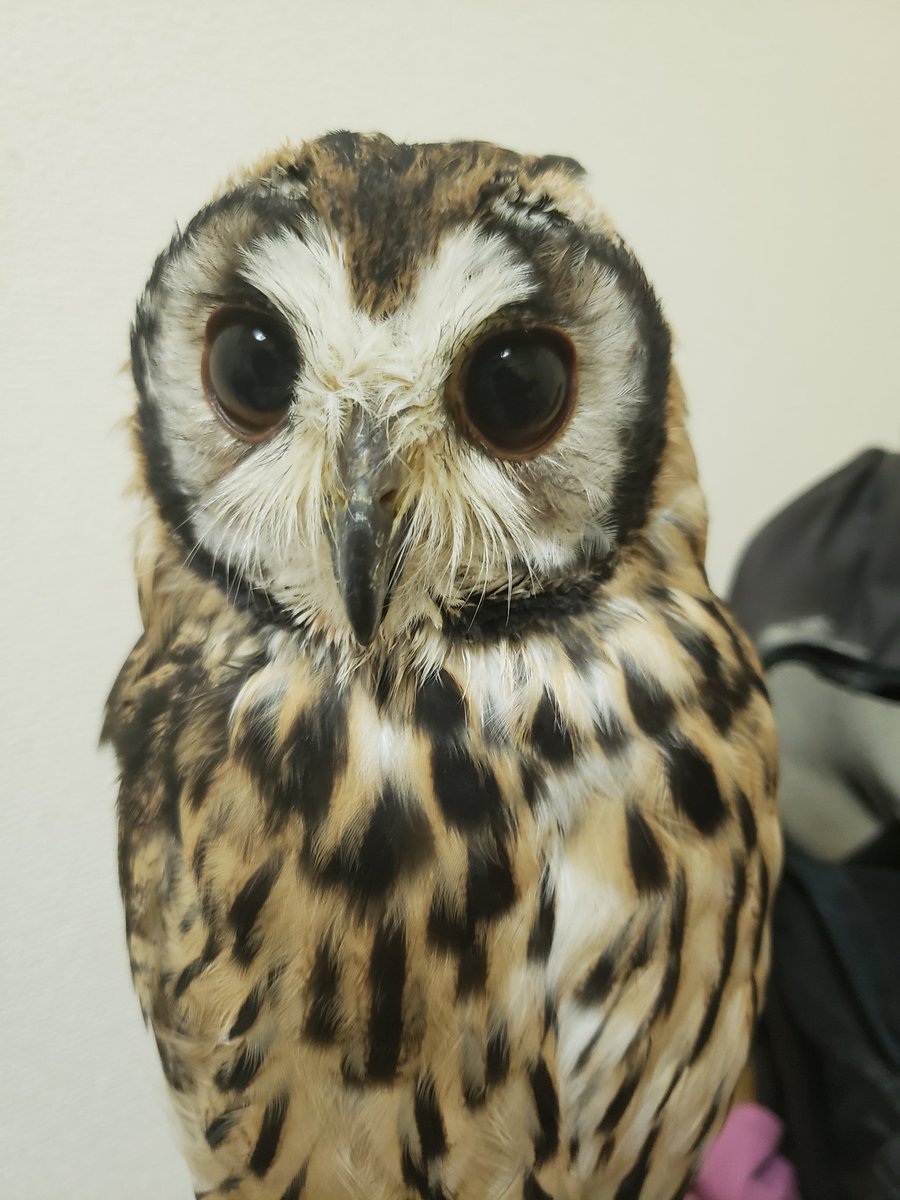 木下沙織 Iskannc97ya1r3j Twitter