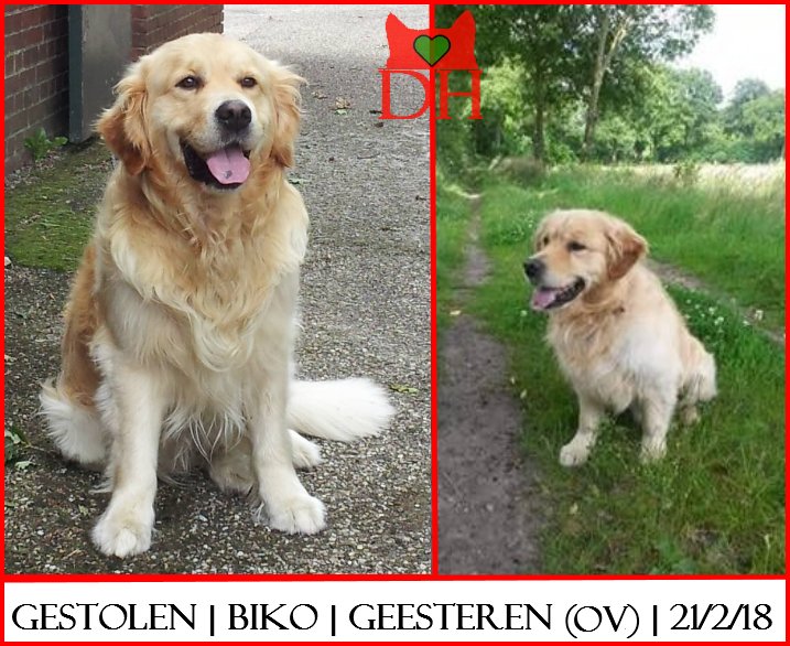 🔴💔🔴 Nog steeds niet terecht... 
De mooiste beloning zou zijn als Biko weer terug is bij zijn baasje!
GESTOLEN: HOND BIKO (chip, mogelijk omgechipt)
reu, Golden Retriever, donkere vlek op tong
#GEESTEREN #OV #DHver 21/2/18 facebook.com/GestolenDieren…