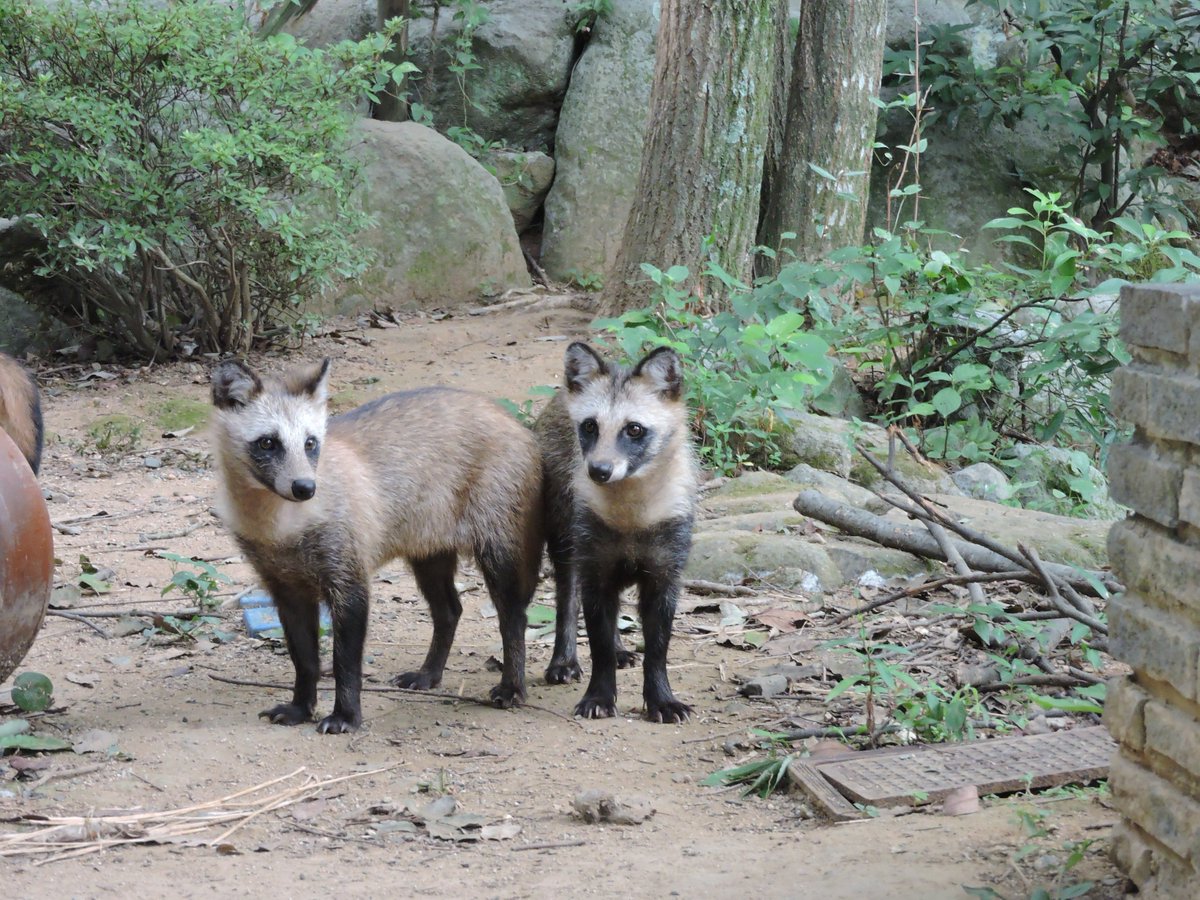 夏毛になると別の生き物みたいねぇ。 足長～い。 全然丸顔じゃな～い