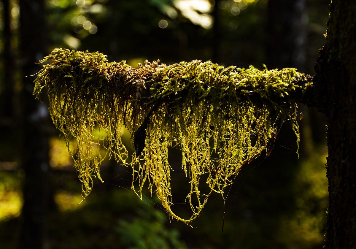 GlacierBayNPS's tweet photo. The Forest Loop Trail &amp; Blackwater Pond yesterday as the sun shone through the trees highlighting features of the mossy, densely canopied temperate rainforest around Bartlett Cove. 

#autumnal #forest #FindYourPark #alaskanps https://t.co/vBF1yAYkFP