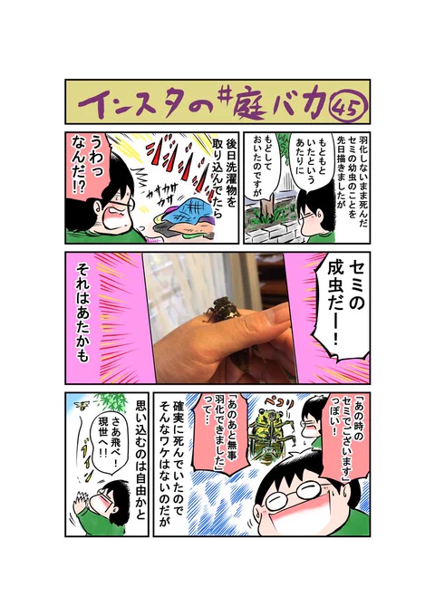 うす暗い昼下がりです、インスタ庭マンガ第45回「帰ってきたみたいなセミ」#庭バカ #セミ 