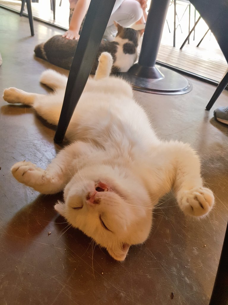 catlover_garden's tweet photo. 찹쌀이는 무슨 꿈을 꾸고 있을까요❓❔ https://t.co/o5obWkJEjZ