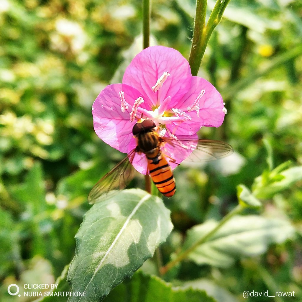 nubia_India's tweet photo. A honey bee visits 50 to 100 flowers during a collection trip. If you know something more interesting about bees, tweet it using @nubia_India. 
#Regram @david__rawat #ClickedBynubia using Z17 mini. #nubiaIndia #Photography https://t.co/gdARvUxPBF