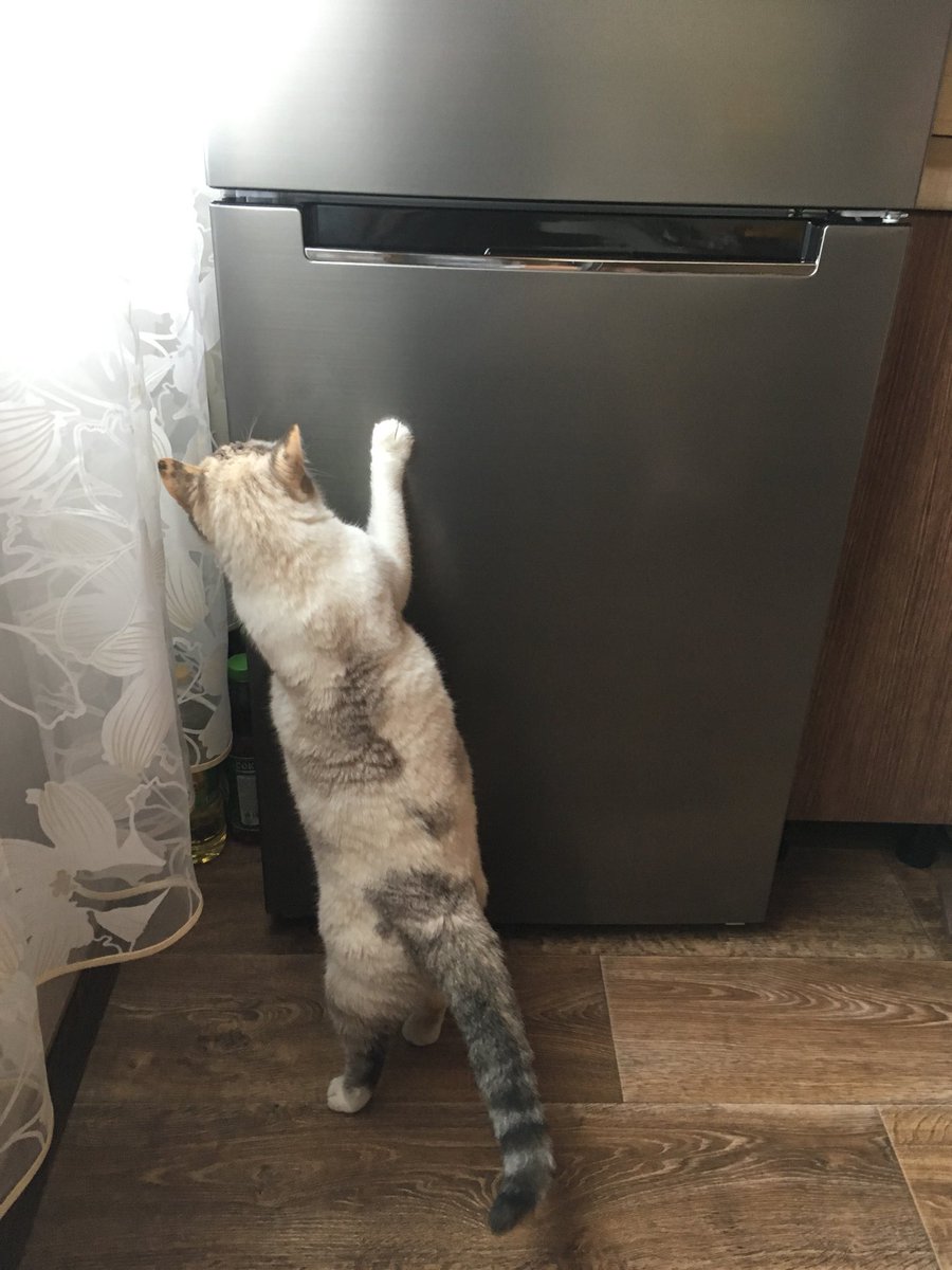 _Olya_M__'s tweet photo. Когда хозяйка купила новый холодильник https://t.co/i6fX609e1t