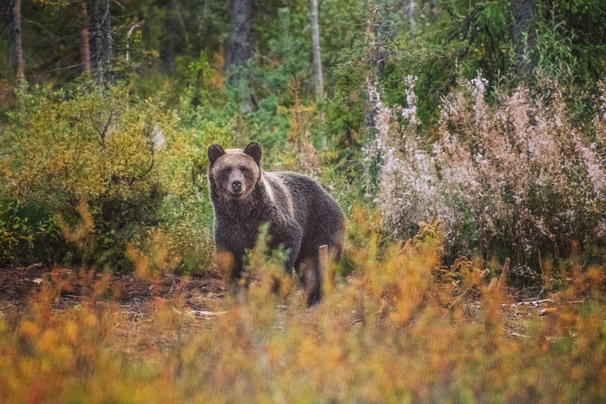 fotomicke's tweet photo. Lite bilder från Björnskogen i Norrbotten filma björnar på 35m avstånd i nästa två timmar Sen att gå genom skogen i mörkret och man hör björnarna vissla till varandra  #björn #brownbear #sweden #lappland #fotograf #fotomicke #photographer #wildlifephotography #lappi #visitsweden https://t.co/4wmfp1KpHW
