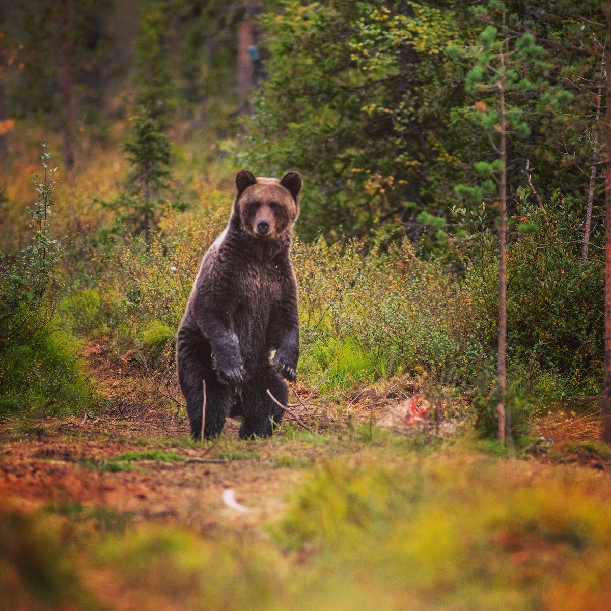 fotomicke's tweet photo. Lite bilder från Björnskogen i Norrbotten filma björnar på 35m avstånd i nästa två timmar Sen att gå genom skogen i mörkret och man hör björnarna vissla till varandra  #björn #brownbear #sweden #lappland #fotograf #fotomicke #photographer #wildlifephotography #lappi #visitsweden https://t.co/4wmfp1KpHW