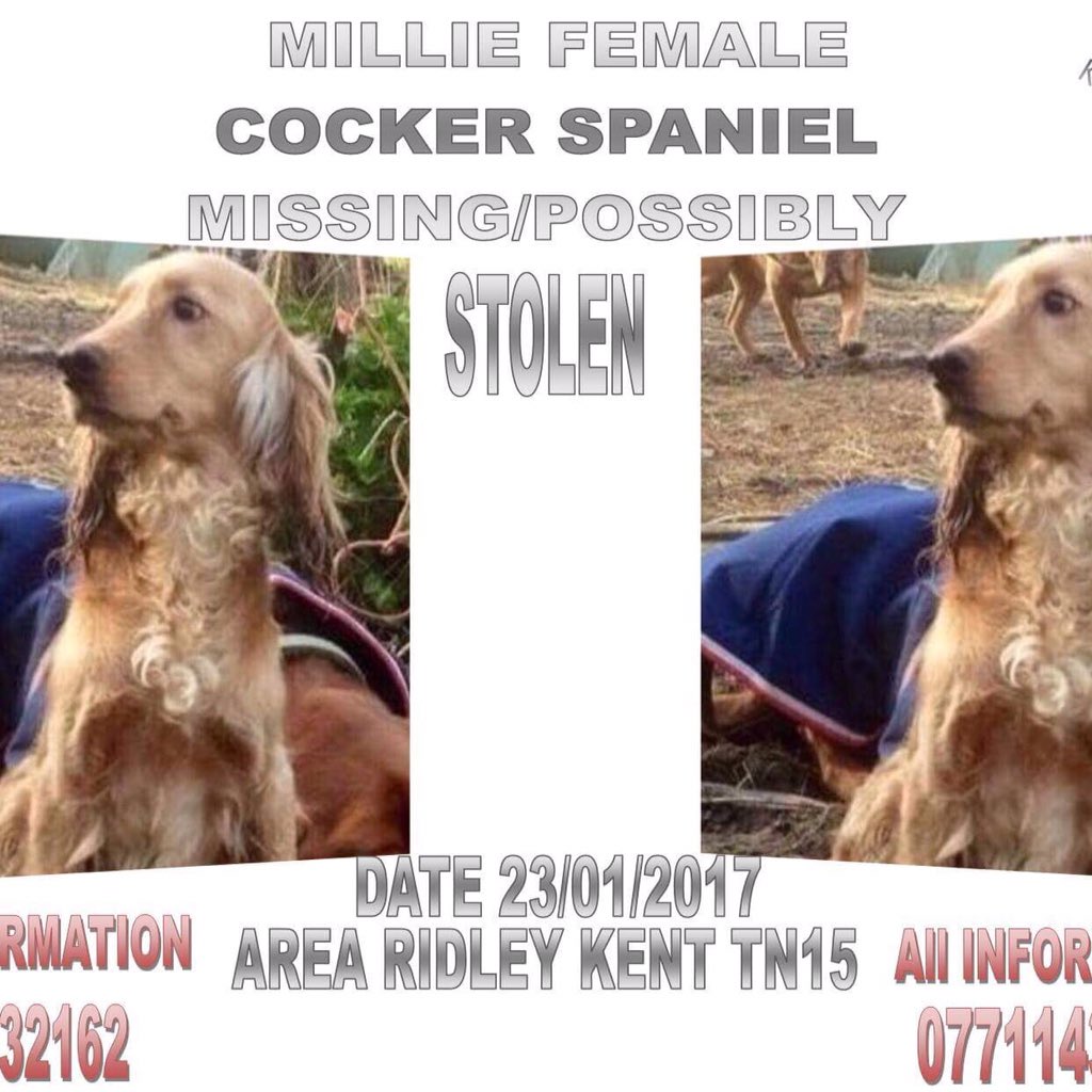 rosiedoc666's tweet photo. STILL NO SIGN OF MILLIE
#AwolMillie #cockerspaniel
WAS SHE STOLEN OR LOST
‼️DID SOMEONE LOCAL FIND HER & KEEP HER‼️
HAS SHE BEEN SOLD?
Do 👇🏾know ANYTHING?
Pls contact us 💔
#Ridley #KENT #TN15 23/1/17
Join MILLIES page & help her home 🐾🐾
https://t.co/PKlvZFD55H https://t.co/RJQzKnSsce