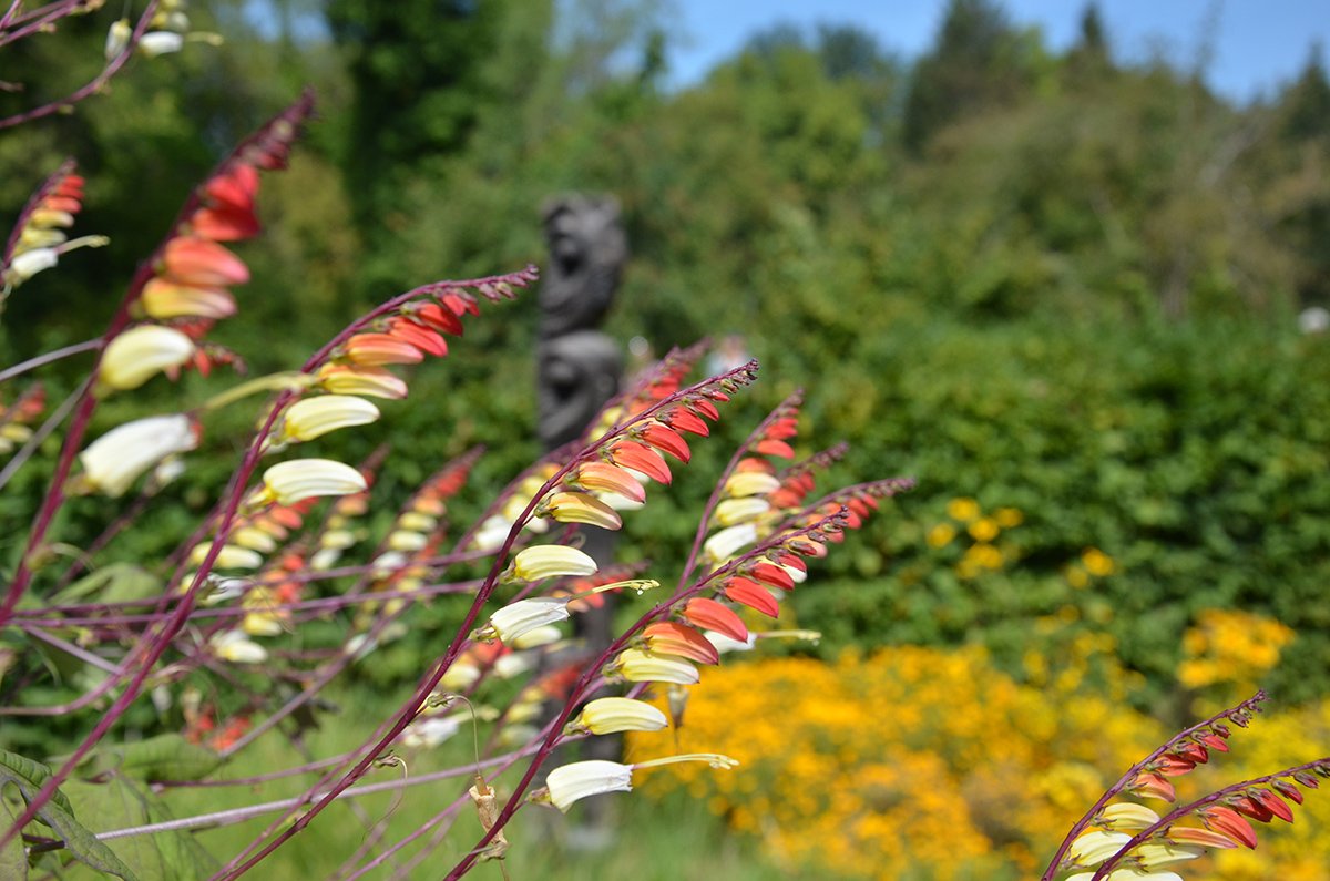 mainau's tweet photo. Hier kommt ein bunter Sonntagsgruß von einer #Kletterpflanze mit wunderschönem Farbverlauf: Die Blüten der #Sternwinde (Ipomoea lobata) ändern ihre Farbe von Rot über Orange bis hin zu Gelb und später Weiß #MorningGlory https://t.co/uH45T5tEeB