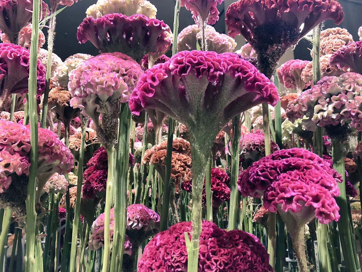 チャイ子ちゃん Pa Twitter 帝国ホテルのエントランス いつも1種類の季節の花を大胆に生けるスタイルで好きなんだけど今のシーズンはケイトウ そしてとても珍しい色 花言葉はオシャレ 気取り 風変わり 失礼な花言葉やな