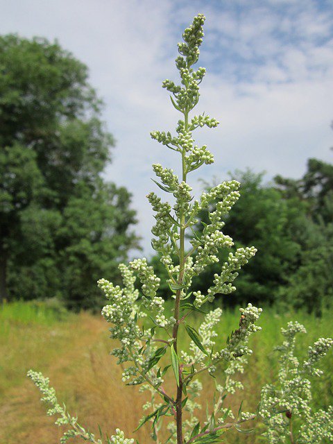 pollentrend's tweet photo. #Beifuß ist ein häufiger Auslöser für #Pollenallergien. #Kontaktallergien sind seltener aber möglich. #Kreuzallergien sind keine Seltenheit. Am häufigsten tritt in Verbindung mit #Beifußpollen eine #Sellerieallergie auf. Mitglieder sind beim #DAAB immer gut beraten. https://t.co/KEnhi89haK