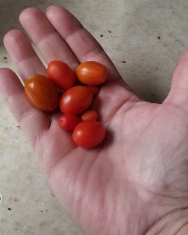 Morning haul! My poor plant is winding down. Look how tiny some of these tomatoes are. Still really tasty though.
#nopesticides #growyourown  tasteofsuccess ift.tt/2Cb26JT