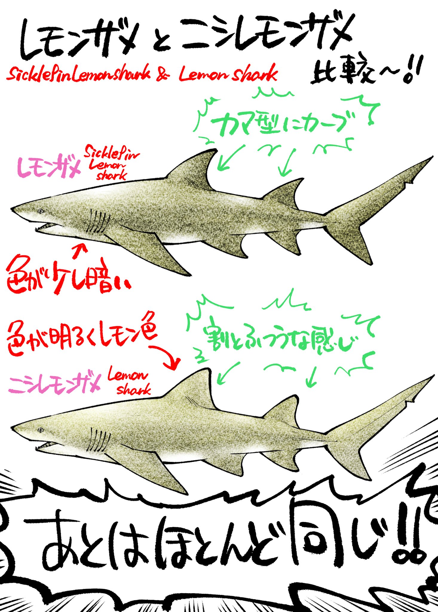 Takumiサメ男 連載中 フォーロン ホープ サメ図鑑 27 レモンザメ ニシレモンザメの比較 たくみじろうサメの絵 T Co Hz5cgslyc2 Twitter Takumiサメ男 連載中 フォーロン ホープ サメ図鑑 27 レモンザメ ニシレモンザメの比較 たくみじろうサメの絵 T Co Hz5cgslyc2 Twitter
