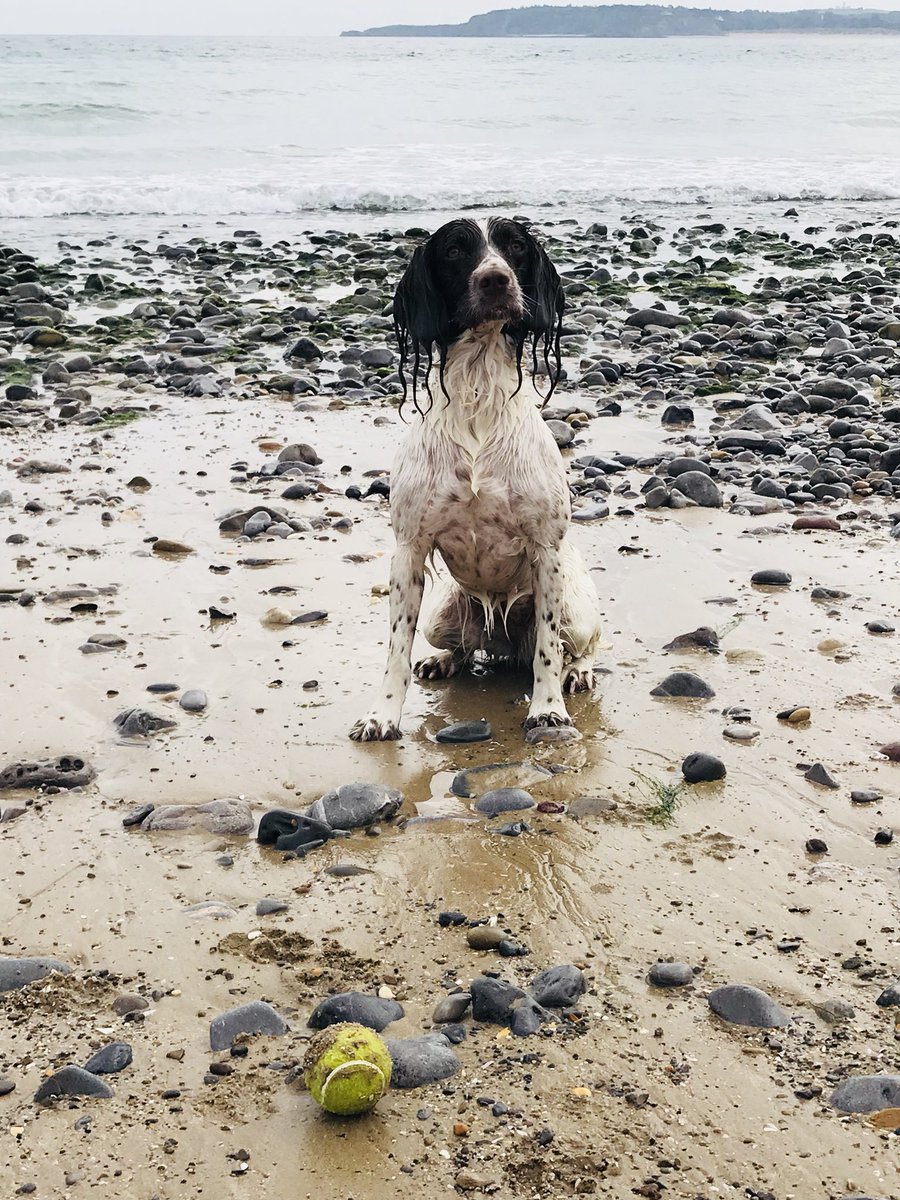 This is my tennis ball. There are many like it, but this one is mine. My tennis ball is my best friend. It is my life. I must master it as I master my life. Without me, my tennis ball is useless. Without my tennis ball, I am useless!!
#adventurebuddy