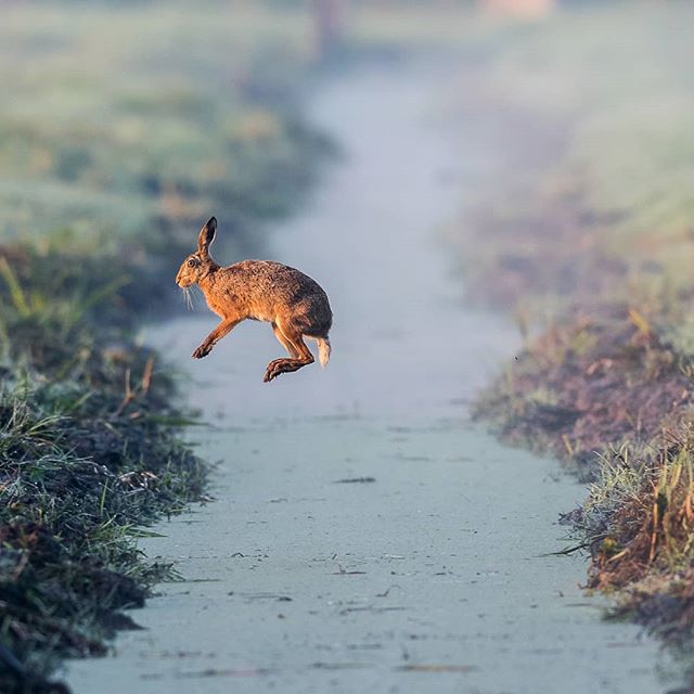 CamerAmazings's tweet photo. I was pretty hyped when I made this shot!
Please leave some comments if you like it too!
#animals #400mmf28 #jump #epic #alblasserbos #animallife #animal #naturephotography #natuur #wildlife #outdoor #animal #iamnikon #nikon #nikond500 #d500 #bestanimals 📷: @reinierzwaga https://t.co/7DBHaaQwa5