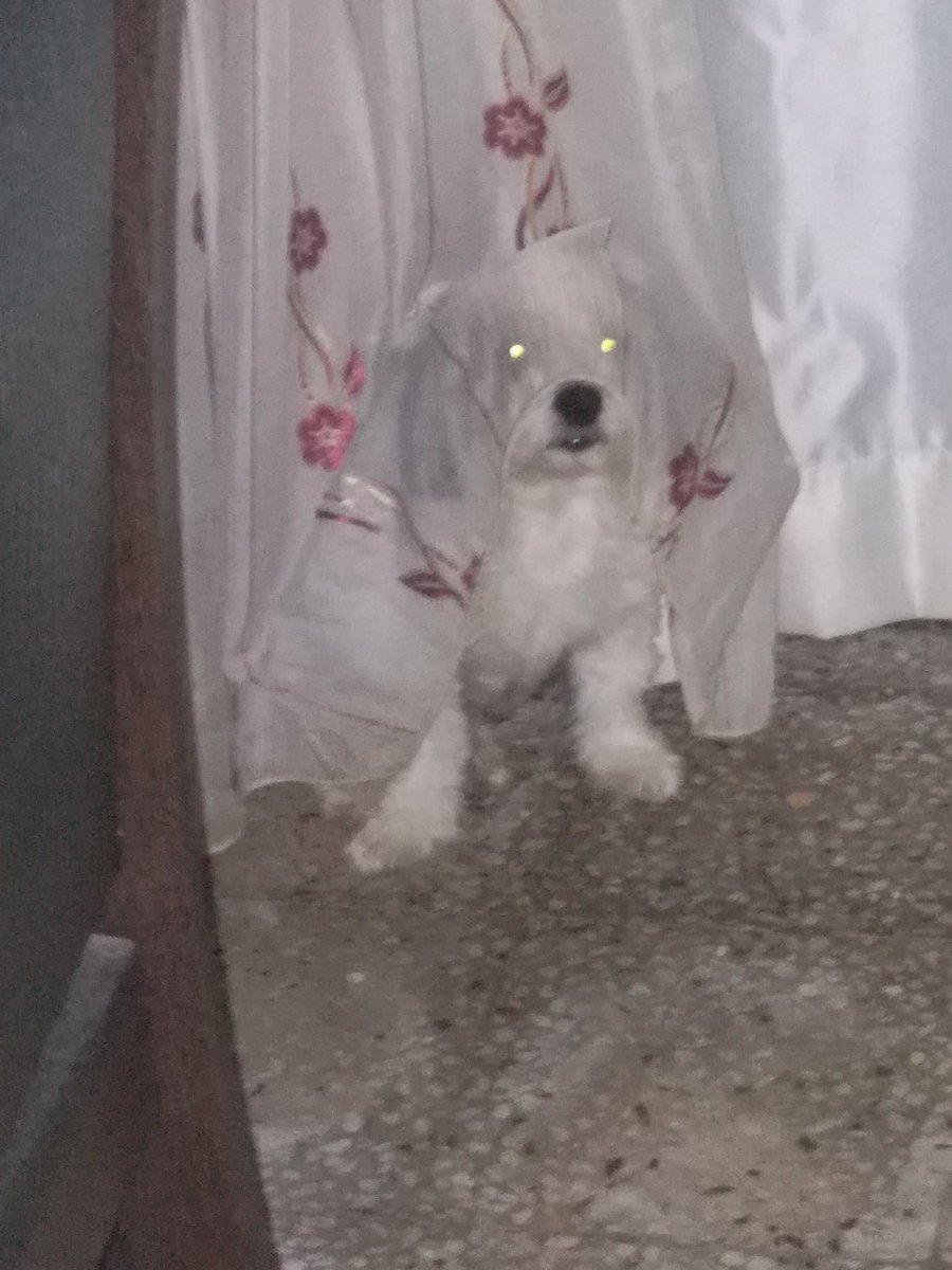 Gelin olacam diye tutturdu olum sen erkeksin dediysemde nafile 😊😊