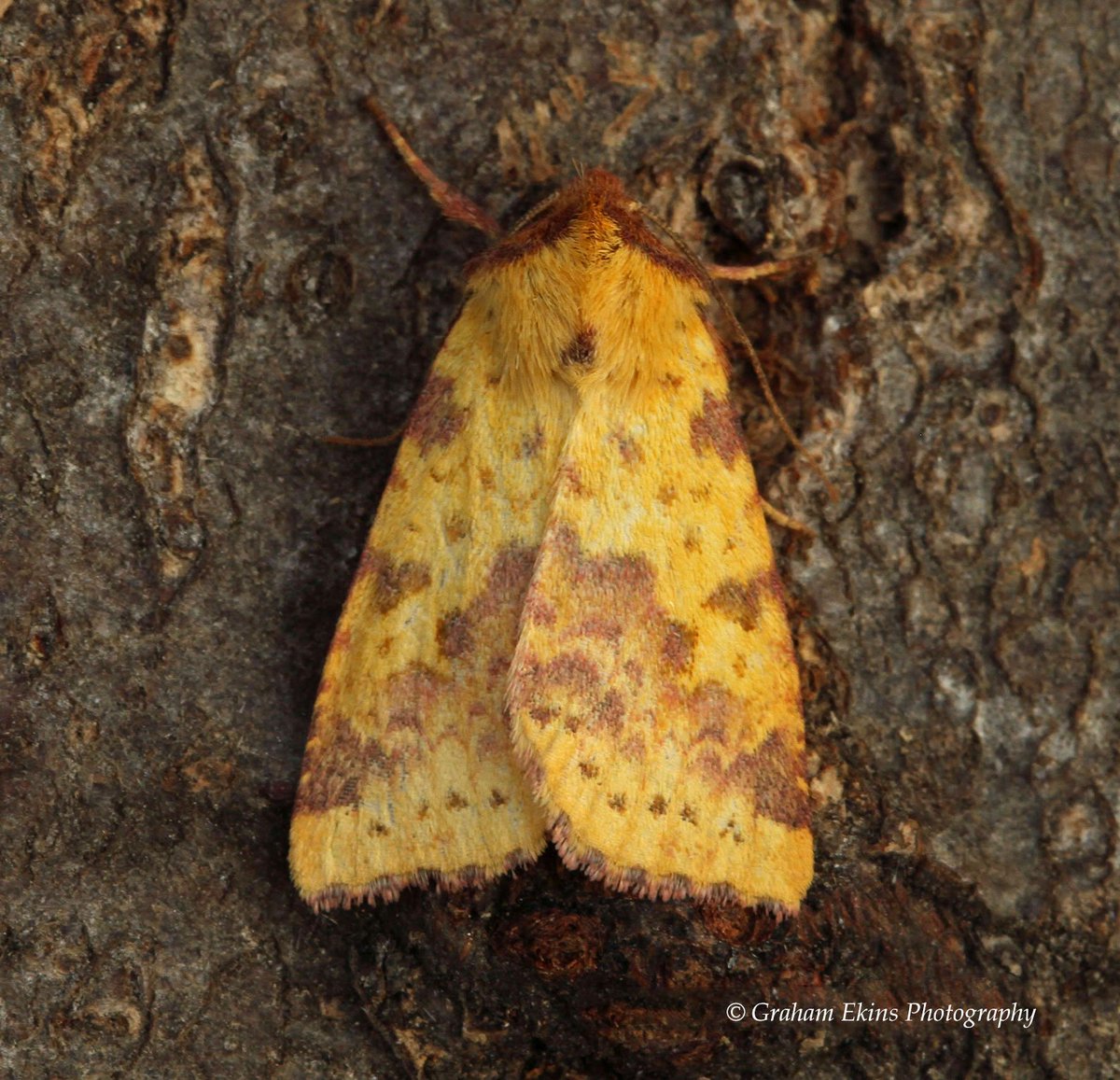 Essex Field Club Twitter