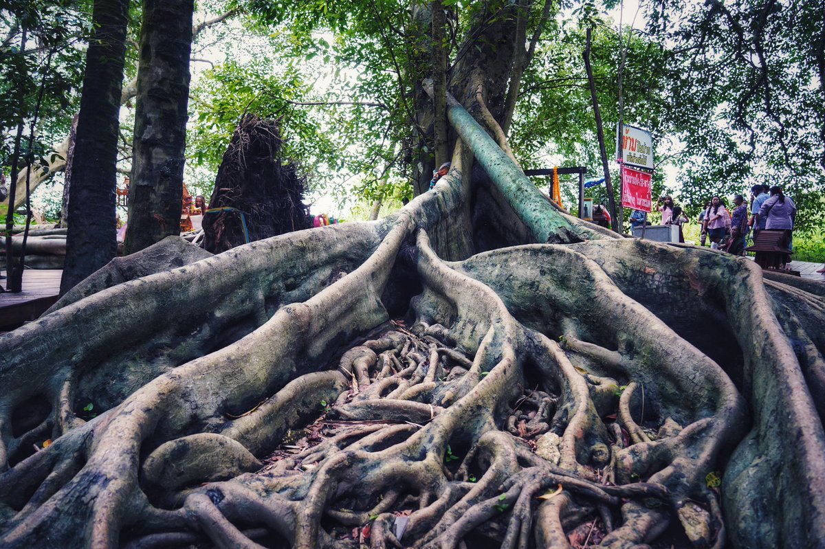 byroberteklund's tweet photo. #walkbyshooting #walkbyshootings #photography #SonyA7III #udonthani #thailand #bandung #banmuang #watkhamchanot #khamchanot #temple #thaitemple #tree #roots #rootphotography #trees #nature #naturephotography #naturephoto #visitthailand #explorethailand #outdoors #nofilter #hdr https://t.co/D2mmgLMNvf